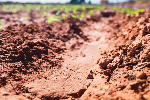 Long Island Soil Types - A Close-Up of Expansive Clay Soil