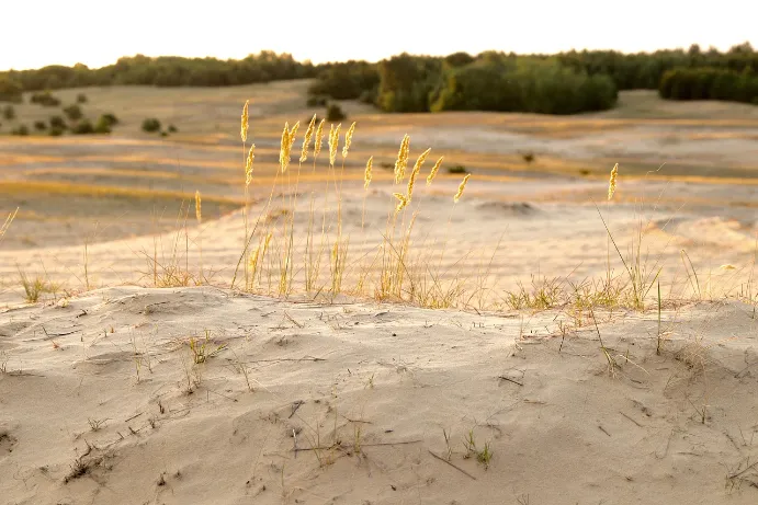 Long Island Soil Types - A Field of Sandy Soil