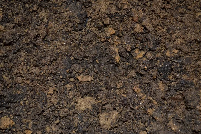 A Close-Up of Loamy Soil